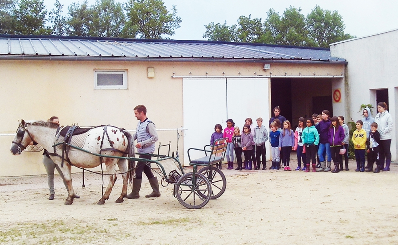 mini-camp équitation préparation de la cariole.JPG